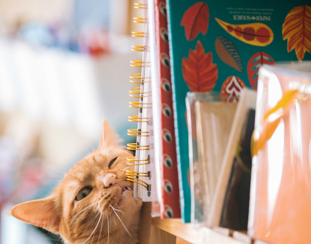 SohoSpark – Why Keeping a Cat Journal is a Cattastic Idea